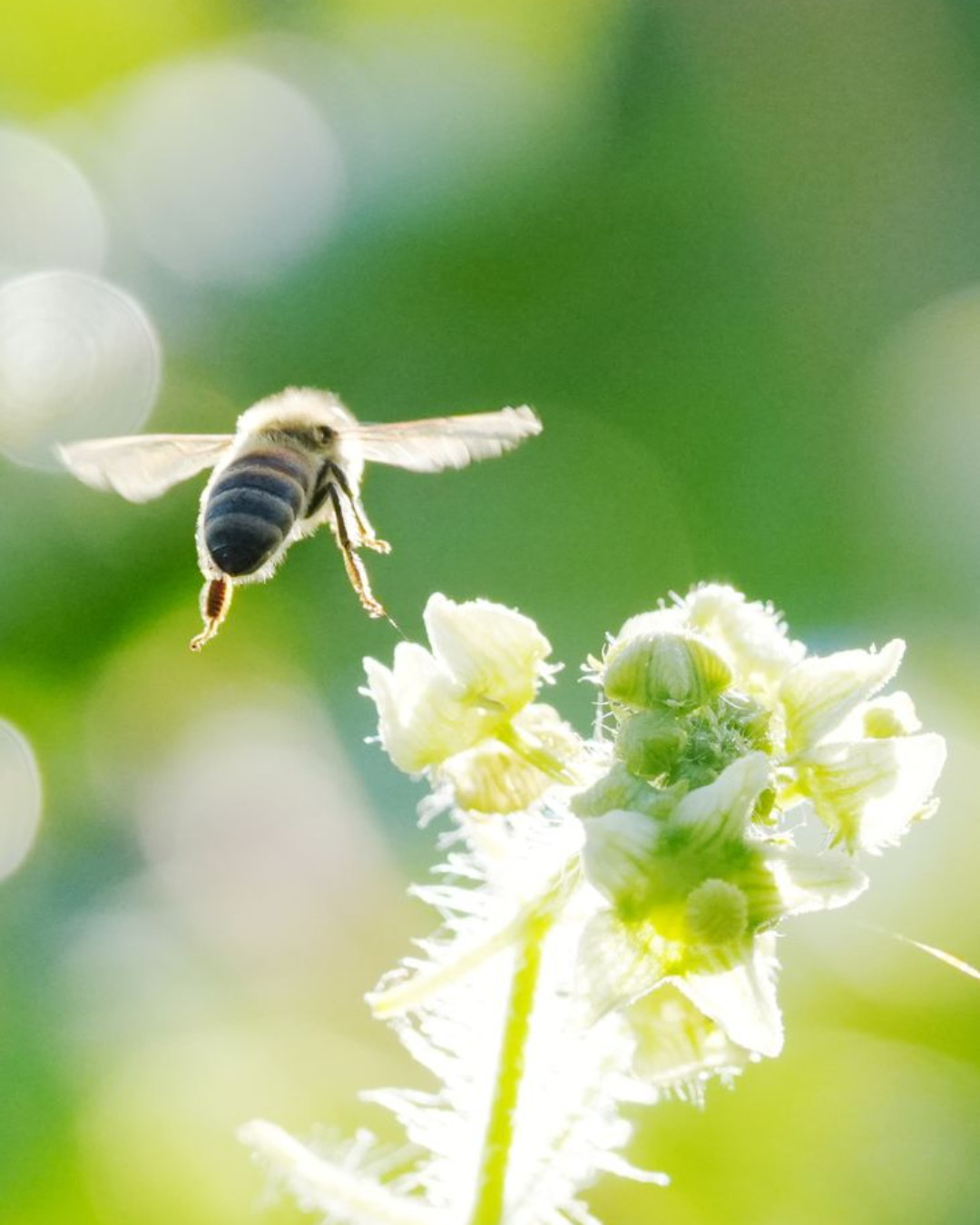 abeille
