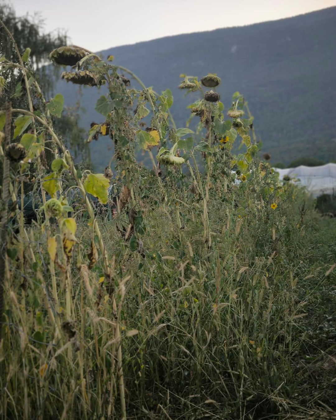 tournesol